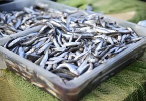 Рыбаки Новороссийска прогнозируют снижение цен на хамсу