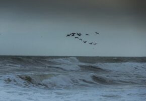 Шторм с высотой волн до 6 метров прогнозируют в Новороссийске