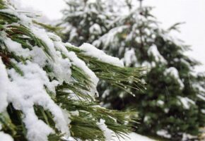Синоптики предупредили о сильном снегопаде в горах Сочи