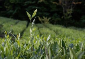 Сочи станет центром «Субтропического маршрута» с потоком до миллиона туристов