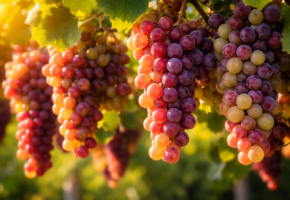 На 7,5% увеличилось производство вина на Кубани