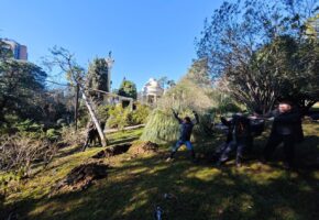 Уникальную сосну Жерарда спасли в сочинском «Дендрарии» после снегопада