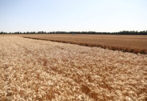 Экспорт сельхозпродукции Кубани в 2026 году вырастет на треть