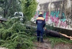 Снег и ветер повалили более 50 деревьев в Сочи