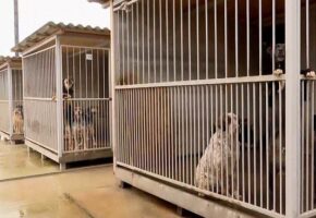 Почти 200 бездомных собак нашли новых хозяев за год в Сочи