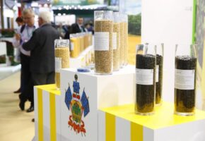 80 млн рублей выделят на развитие селекции яровых культур на Кубани