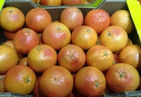 21 тонну импортных грейпфрутов остановили в порту Новороссийска