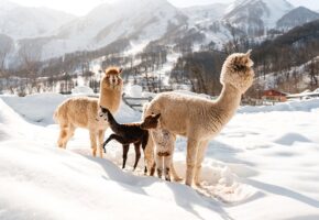Альпаки с редким серебристым окрасом родились в горах Сочи