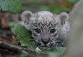 Центр восстановления леопардов в Сочи перейдет под контроль Минприроды