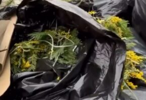 Стихийную свалку мимозы обнаружили у российско-абхазской границы в Сочи