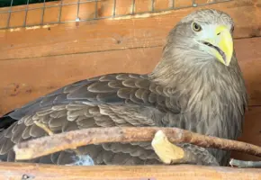 Спасенные орланы обустроили гнезда и отложили яйца в Сочинском РГО