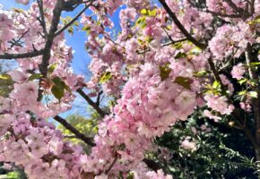 Цветение сакуры собрало туристов в Дендрарии Сочи