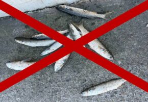 Вылов кефали запретили до конца апреля в портах Новороссийска