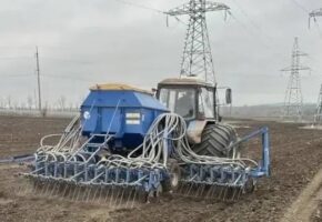 Аграрии Новороссийска вдвое увеличат посевы подсолнечника