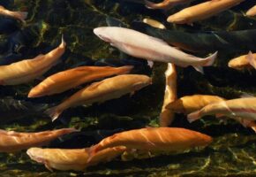 Сочинские хозяйства за год увеличили выпуск форели более чем вдвое