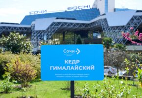 Памятный кедр в честь Гагарина высадили в аэропорту Сочи