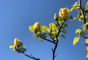 Уникальная желтая магнолия зацвела на Платановой аллее в Сочи