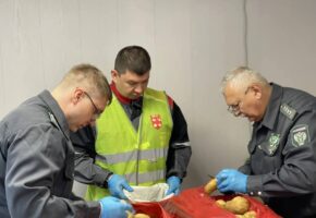 Почти 200 тонн картофеля с вредителем из Египта задержали в порту Новороссийска