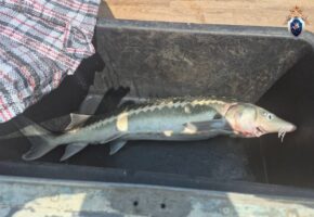 Жителя Сочи обвинили в незаконном вылове краснокнижного осетра