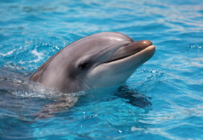 В Сочи проверяют дельфинарий после видео из бургерной