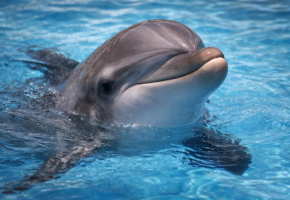 Ослабленный дельфин Апрель уплыл в море после помощи в Новороссийске