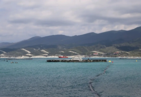 Геленджикские фермы вырастили больше половины мидий на Кубани