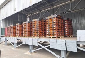 600 тонн мандаринов с нарушением маркировки происхождения выявили в Новороссийске