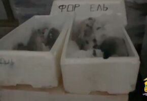 700 кг нелегальной форели на полмиллиона рублей изъяли в Новороссийске