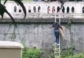 Мужчины спасли собаку из бурной реки после ливня в Сочи