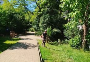 Власти Сочи усилили борьбу с амброзией в районах города