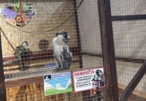 Нелегальный зоопарк обнаружили в Новороссийске