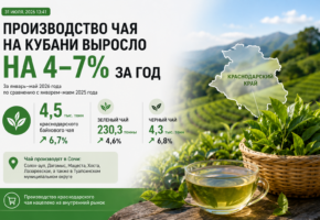 Чайные предприятия Кубани нарастили выпуск продукции