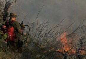 Новороссийцы помогают тушить пожар в заповеднике Утриш под Анапой