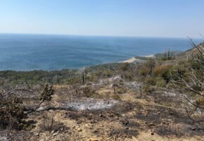 Спасатели локализовали пожар в заповеднике Утриш под Анапой