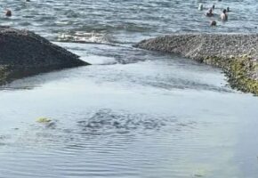 Циркуляцию воды восстановили в Суджукской лагуне под Новороссийском